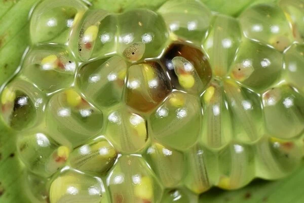 Eggs with fully developed tadpoles of Fleischmann's Glass Frog - San Cipriano Reserve - Cauca - Colombia