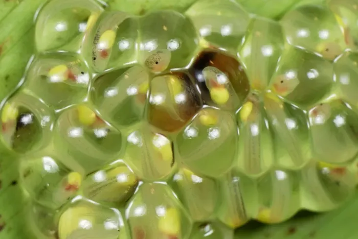 Framed Print : Eggs with fully developed tadpoles of Fleischmann's Glass Frog - San Cipriano Reserve - Cauca - Colombia Framed Print : Eggs with fully developed tadpoles of Fleischmann's Glass Frog - San Cipriano Reserve - Cauca - Colombia