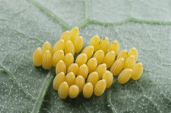 Eggs of Large White Butterfly - UK