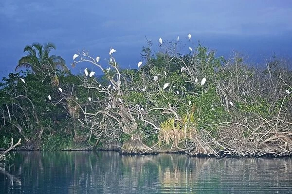 Egret Roost in evening in San Blas Mexico. March