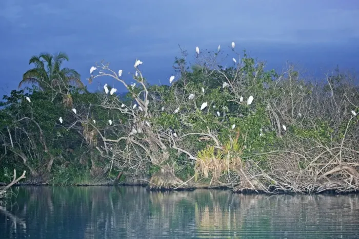 Framed Print : Egret Roost in evening in San Blas Mexico. March Framed Print : Egret Roost in evening in San Blas Mexico. March