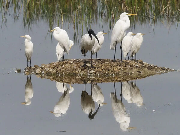 Egrets & Ibis refections Egretta sp Rajasthan, India BI032056