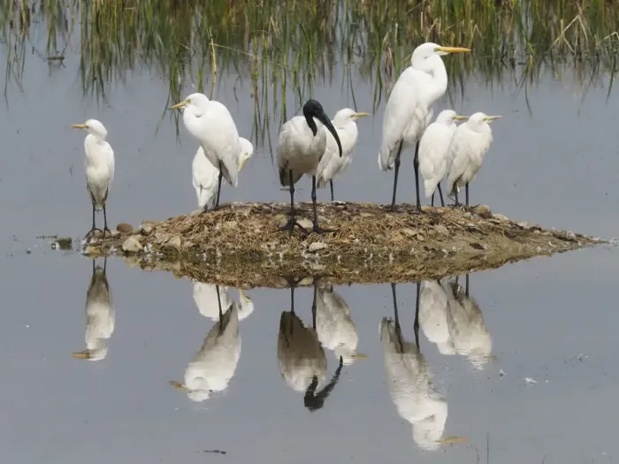Framed Print : Egrets & Ibis refections Egretta sp Rajasthan, India BI032056 Framed Print : Egrets & Ibis refections Egretta sp Rajasthan, India BI032056
