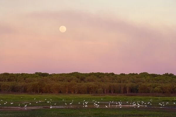 Egrets and full moon - evening scene at the wetlands at Fogg Dam. A hugh number of mostly Great egret forage in the very last evening light. The full moon has already risen and hazy clouds glow brightly red in the last sunrays of the day