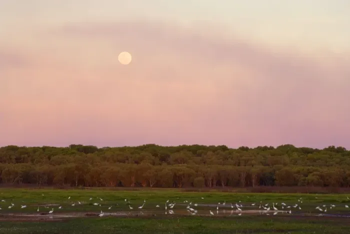 Framed Print : Egrets and full moon - evening scene at the wetlands at Fogg Dam. A hugh number of mostly Great egret forage in the very last evening light. The full moon has already risen and hazy clouds glow brightly red in the last sunrays of the day Framed Print : Egrets and full moon - evening scene at the wetlands at Fogg Dam. A hugh number of mostly Great egret forage in the very last evening light. The full moon has already risen and hazy clouds glow brightly red in the last sunrays of the day
