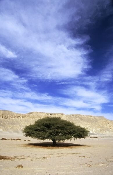 Egypt - Acacia tree in Arabian desert approx. 50 km from Hurghada town (Red Sea shore); typical scene in midday; January Eg39. 0058