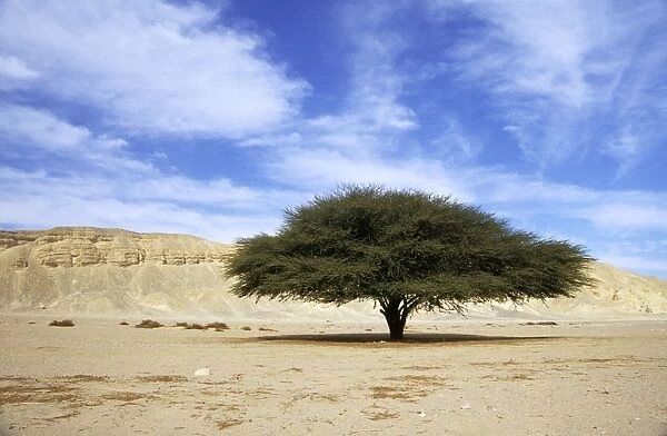 Egypt - Acacia tree in Arabian desert approx. 50 km from Hurghada town (Red Sea shore); typical scene in midday; January Eg39. 0062