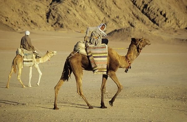 Egypt - Bedouin men return home on camels back