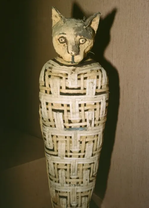 Framed Print : Egypt - Mummified Cat, dedicated to Goddess Bastet. 30 BC Framed Print : Egypt - Mummified Cat, dedicated to Goddess Bastet. 30 BC