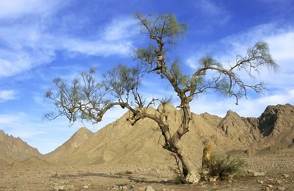 Egypt - a Tamarix tree in a small valley in Arabian desert approx. 50 km from Hurghada town (Red Sea shore). A windy day in January. Eg39. 0234