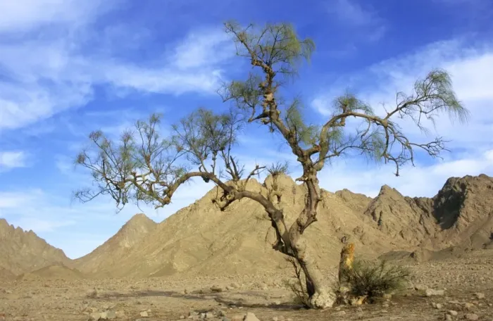 Framed Print : Egypt - a Tamarix tree in a small valley in Arabian desert approx. 50 km from Hurghada town (Red Sea shore). A windy day in January. Eg39. 0234