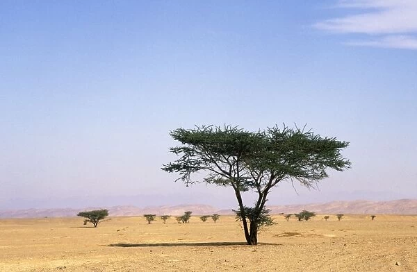 Egypt - typical midday scene with Acacia trees in Arabian desert