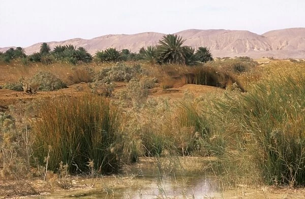 Egypt - a typical uninhabited oasis on a salty water spring in Arabian desert approx. 50 km from Hurghada town (Red Sea shore) January Eg39. 0102