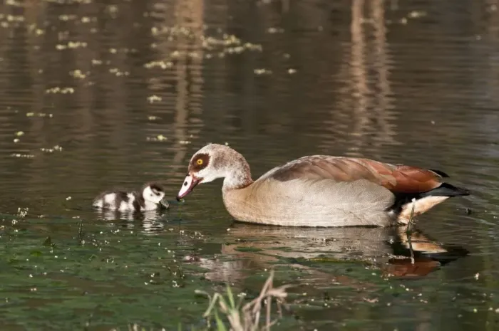 Framed Print : Egyptian Goose - adult with goosling swimming - Rietvlei Nature Reserve - South Africa Framed Print : Egyptian Goose - adult with goosling swimming - Rietvlei Nature Reserve - South Africa