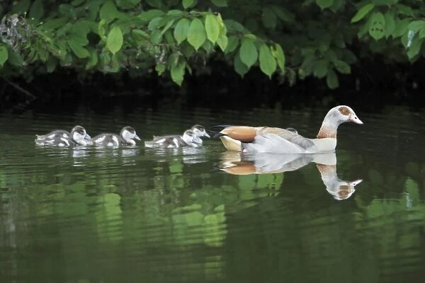 Egyptian Goose - adult with goslings on lake - Hessen - Germany