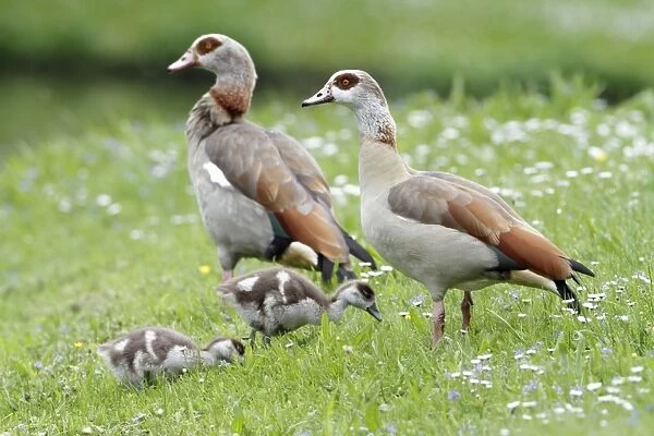 Egyptian Goose - adult with goslings on meadow - Hessen - Germany