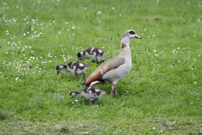 Framed Print : Egyptian Goose - adult with goslings on meadow - Hessen - Germany Framed Print : Egyptian Goose - adult with goslings on meadow - Hessen - Germany