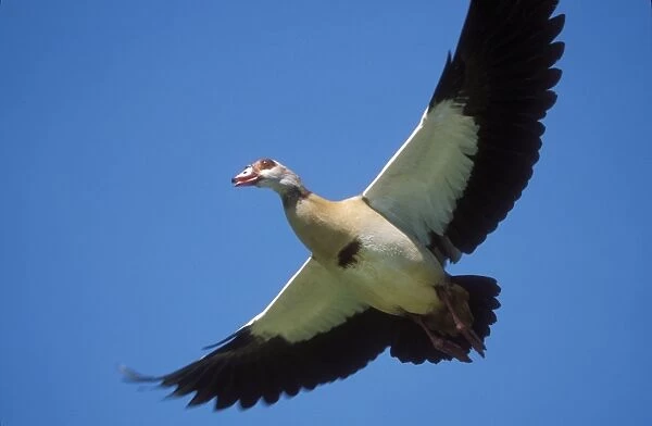 Egyptian Goose In flight