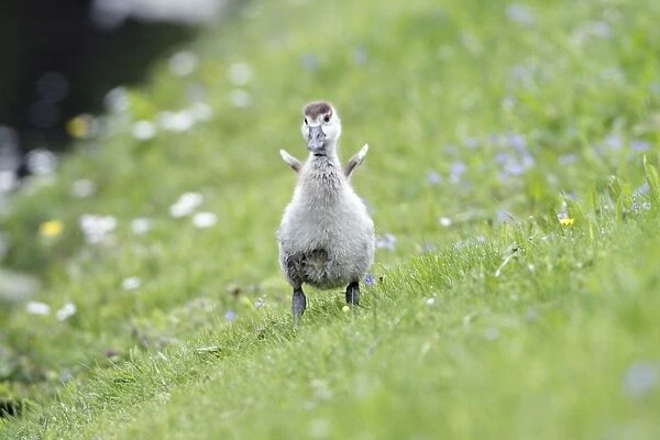 Egyptian Goose - gosling shaking off water - on meadow - Hessen - Germany