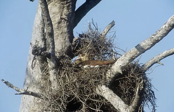 Egyptian Goose - nesting on top of a buffalo weaver nest - South Africa