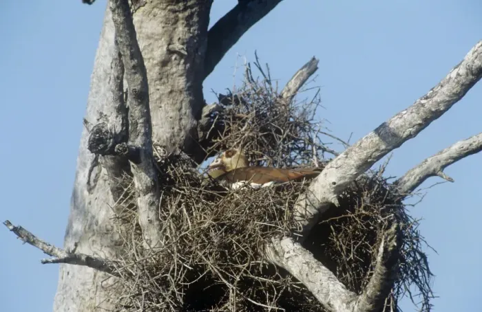 Framed Print : Egyptian Goose - nesting on top of a buffalo weaver nest - South Africa Framed Print : Egyptian Goose - nesting on top of a buffalo weaver nest - South Africa