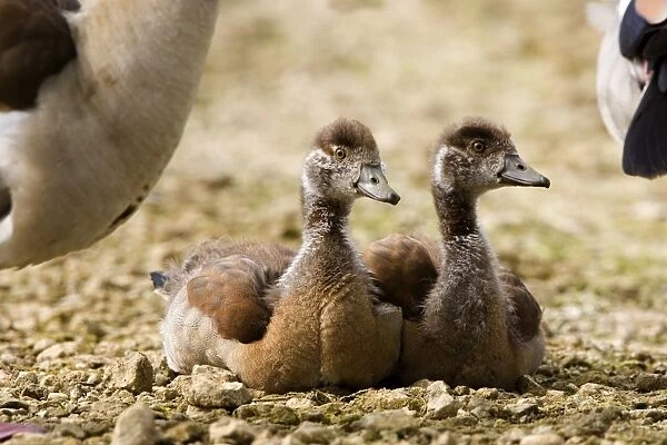Egyptian Goose - Pair of goslings resting - Norfolk UK