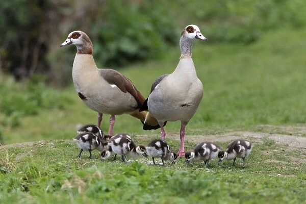 Egyptian Goose - parents with young goslings in park