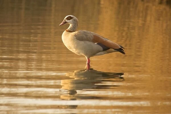 Egyptian Goose - standing in shallow water Hickling Broad Norfolk UK