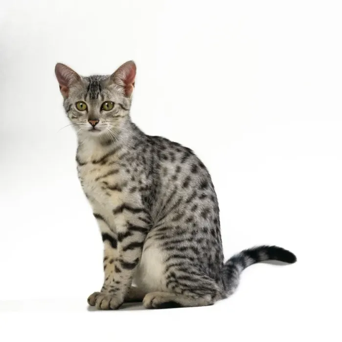 Framed Print : Egyptian Mau Cat Framed Print : Egyptian Mau Cat
