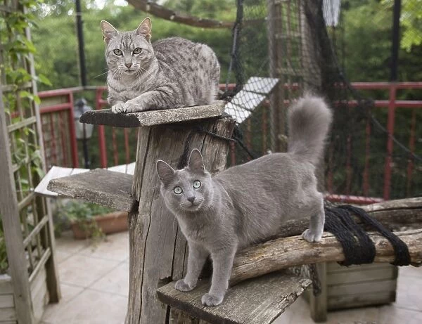 Egyptian Mau and Nebelung in Cattery