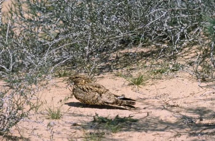 Framed Print : Egyptian Nightjar