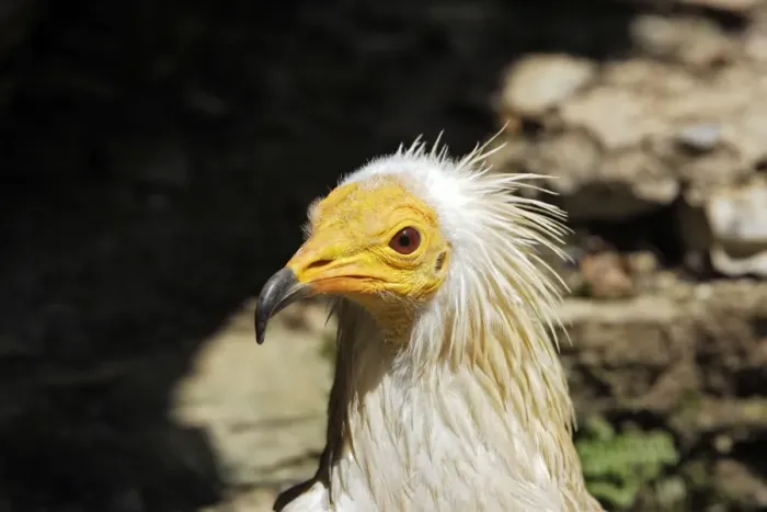 Framed Print : Egyptian Vulture Framed Print : Egyptian Vulture