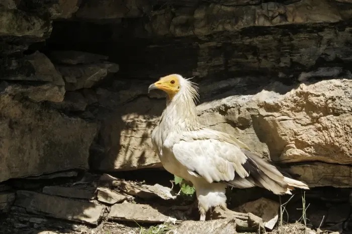Framed Print : Egyptian Vulture Framed Print : Egyptian Vulture