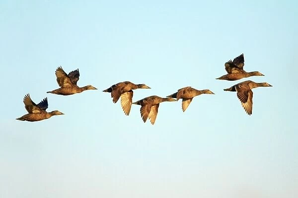 Eider - 7 ducks in flight, Texel, Holland