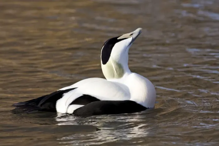 Framed Print : Eider - adult male calling, Gloucestershire, England, UK Framed Print : Eider - adult male calling, Gloucestershire, England, UK