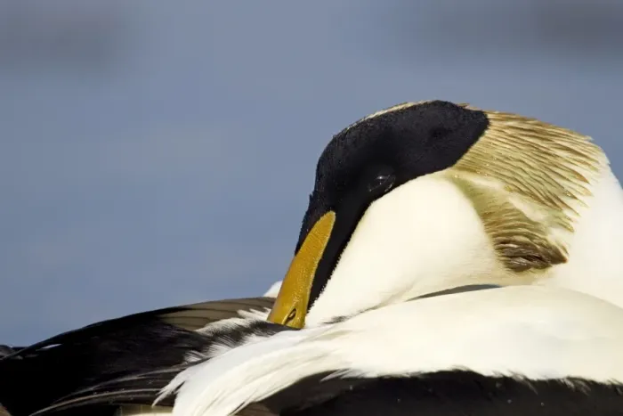 Framed Print : Eider - close up side view of male resting - March - Bamburgh - England Framed Print : Eider - close up side view of male resting - March - Bamburgh - England