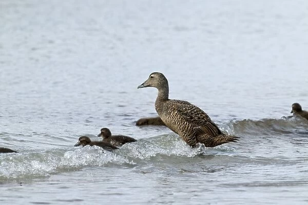 Eider Duck - with ducklings - North Uist - Outer Hebrides