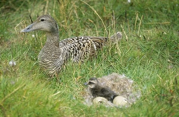Eider Duck - female beside duckling in downt nest with eggs
