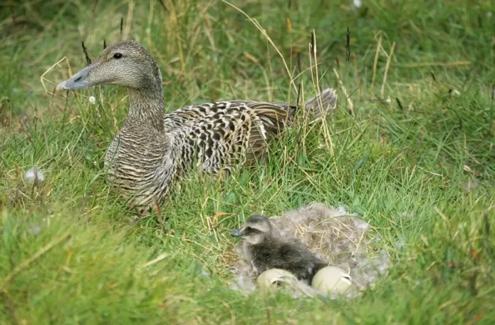 Framed Print : Eider Duck - female beside duckling in downt nest with eggs Framed Print : Eider Duck - female beside duckling in downt nest with eggs
