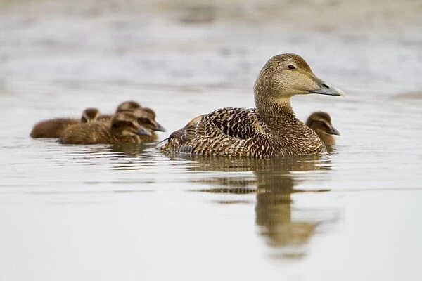 Eider Duck - female with ducklings