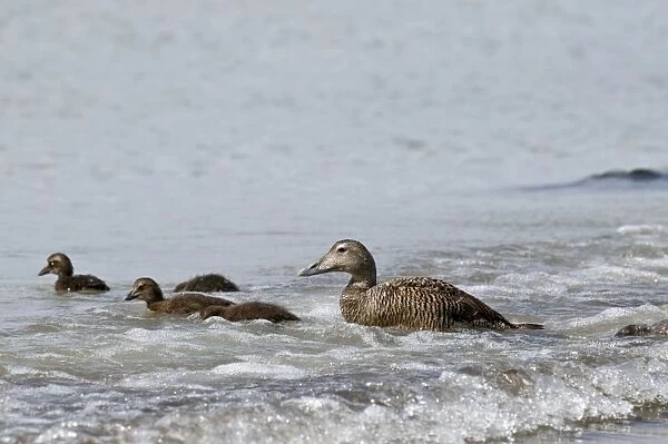 Eider Duck - female with ducklings - in surf - North Uist - Outer Hebrides