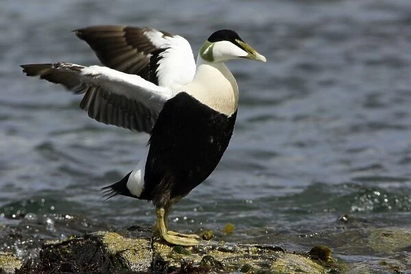 Eider Duck-Male drying wings on rocky coastline, Northumberland UK