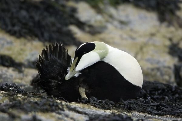 Eider Duck-Male preening itself on rocky coastline, Northumberland UK