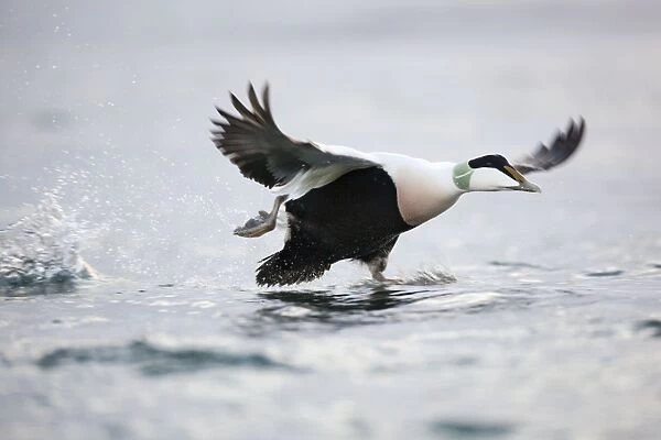 Eider Duck - male running on water - Straumen - Norway