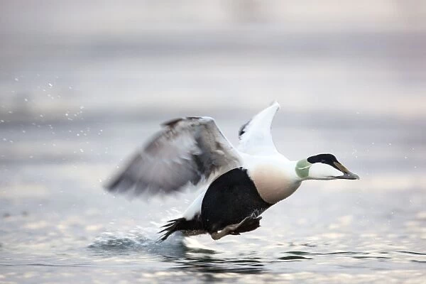 Eider Duck - male running on water - Straumen - Norway