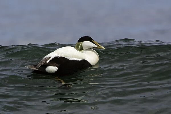 Eider Duck-Male swimming on waves along coastline, Northumberland UK