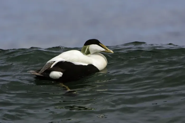 Framed Print : Eider Duck-Male swimming on waves along coastline, Northumberland UK Framed Print : Eider Duck-Male swimming on waves along coastline, Northumberland UK