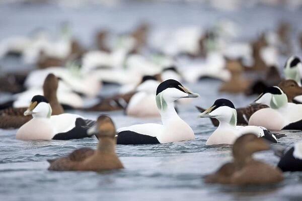 Eider Ducks - flock - Straumen - Norway