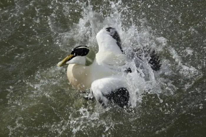 Framed Print : Eider - Male bathing in sea Northumberland coast, England