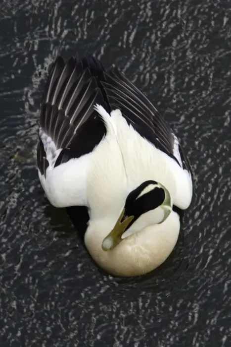 Framed Print : Eider - Male, displaying breeding plumage Northumberland coast, England